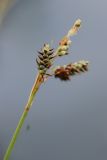 Carex paupercula. Соплодия. Мурманская обл., Кольский р-н, ур. Могильный Ров, верхняя часть склона ущелья, берёзовая лишайниково-кустарничковая лесотундра, замшелый каменистый берег озерка. 29.07.2022.