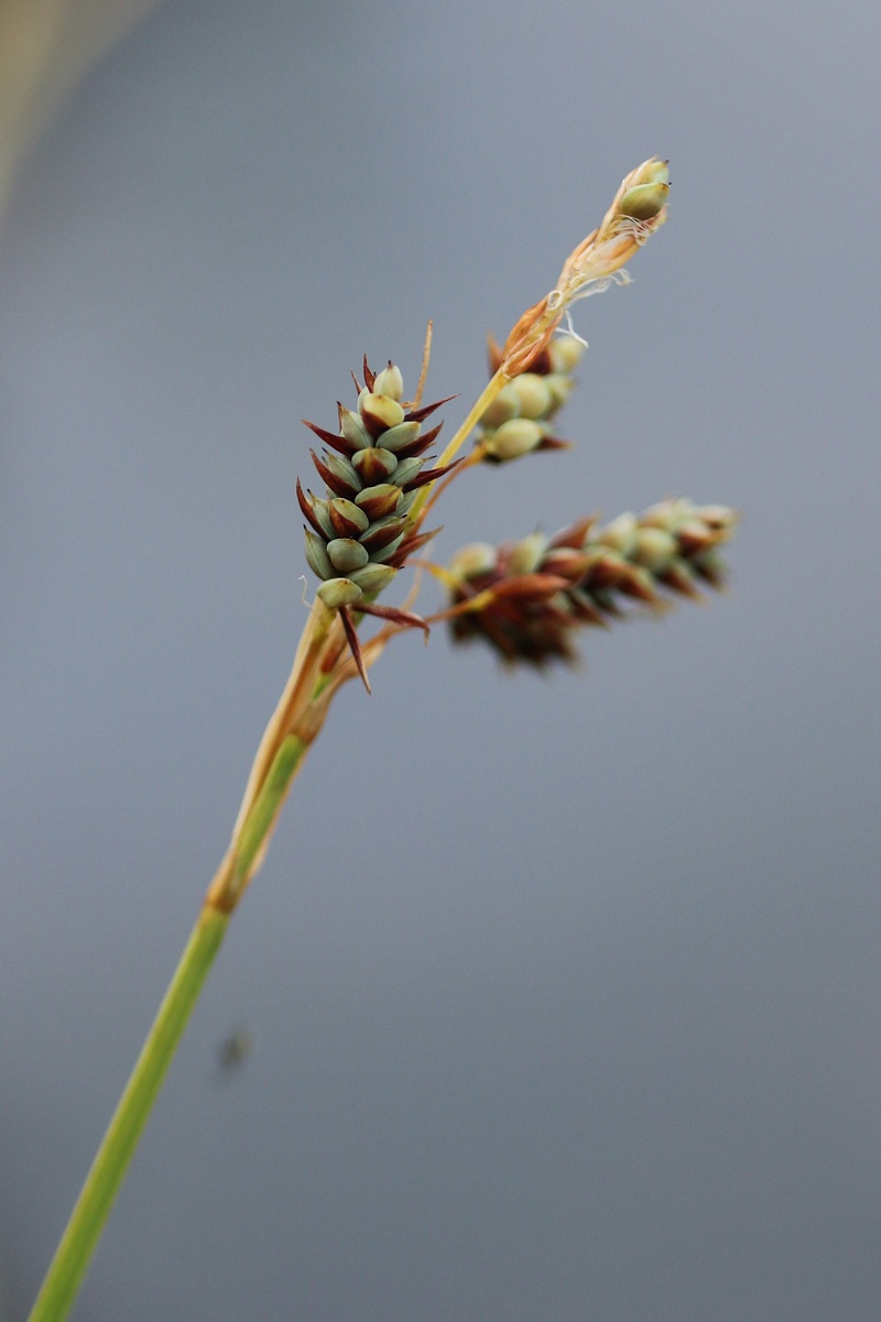 Изображение особи Carex paupercula.