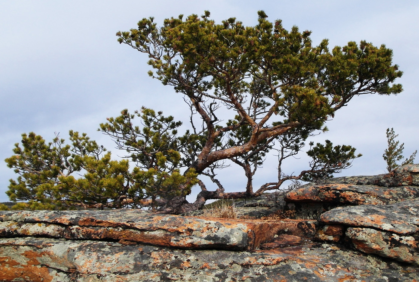 Изображение особи Pinus sylvestris.