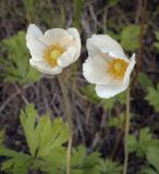 Anemone sylvestris