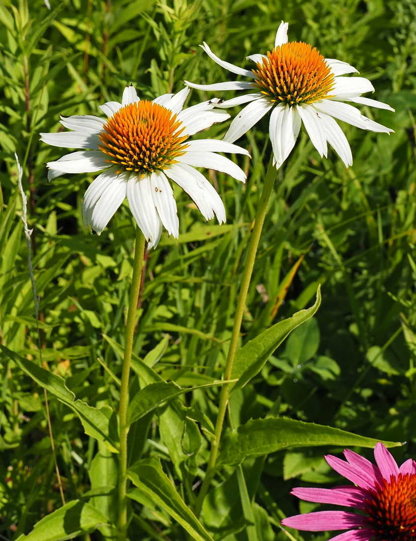 Изображение особи Echinacea purpurea.