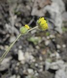 Potentilla kuznetzowii