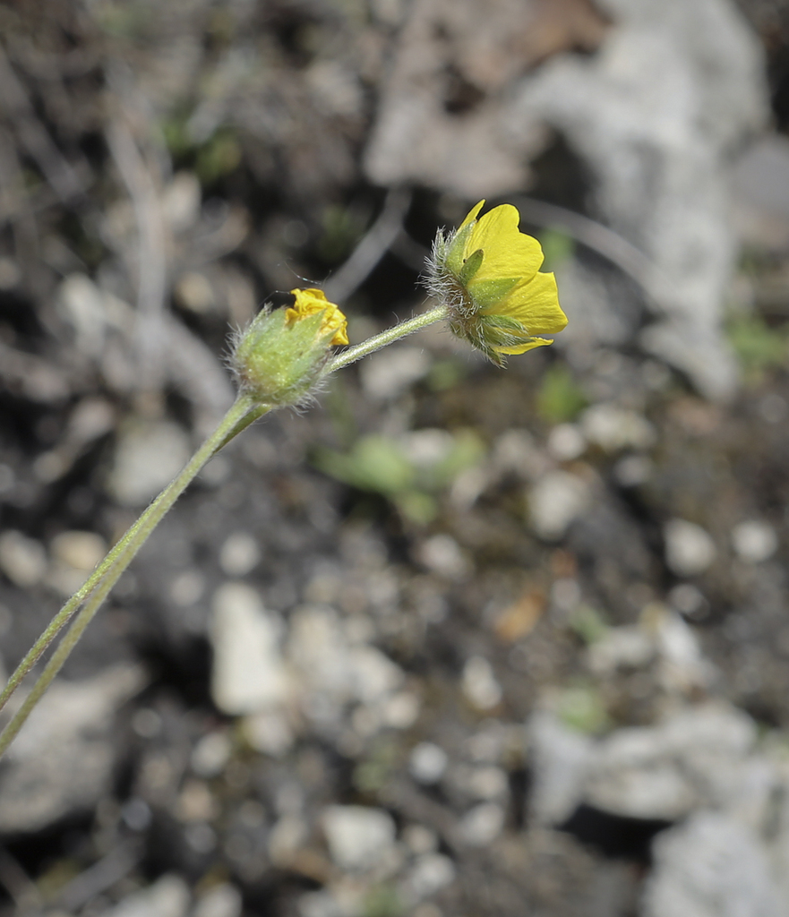 Image of Potentilla kuznetzowii specimen.