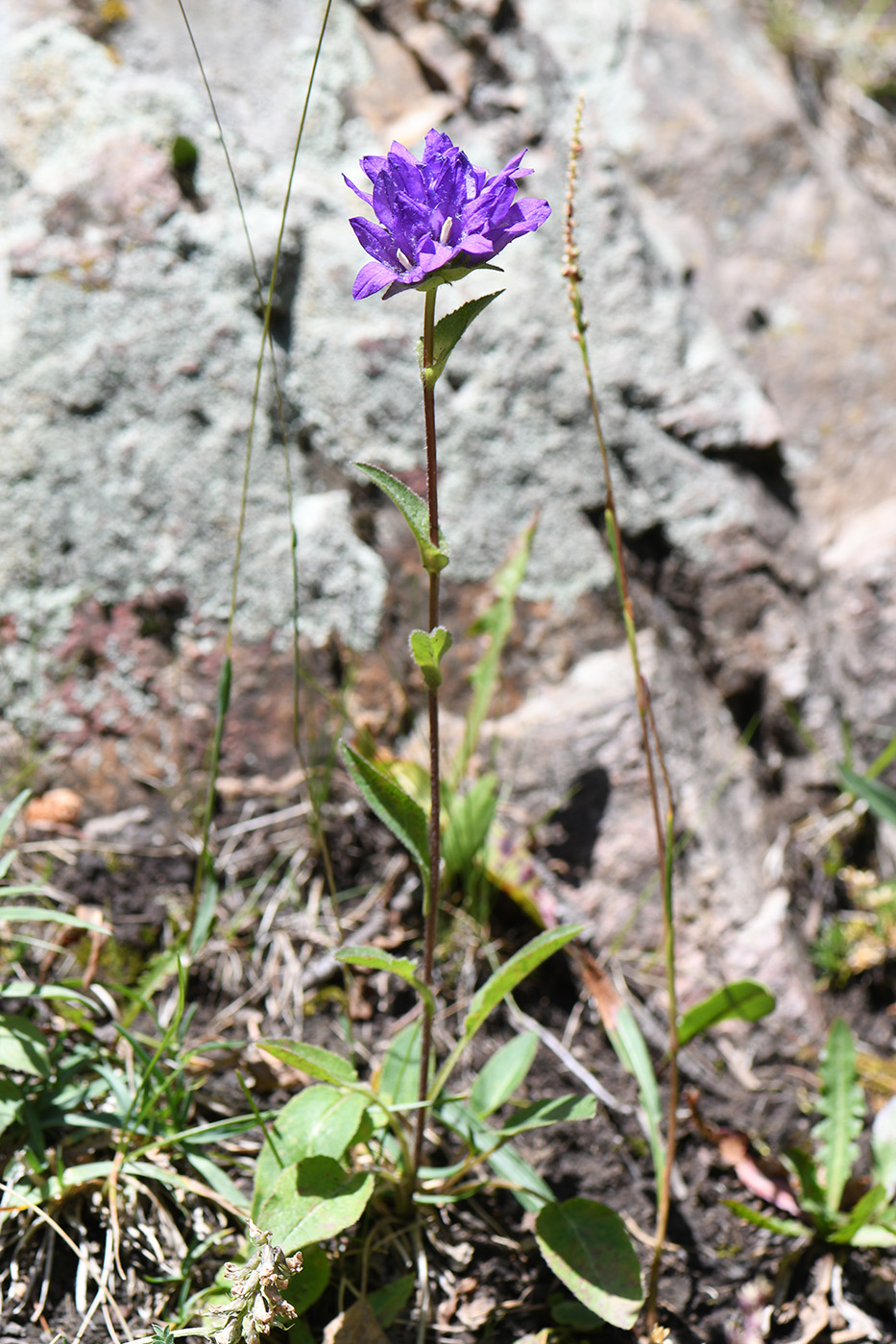 Image of Campanula glomerata specimen.