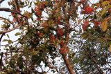 genus Erythrina. Ветви с соцветиями. Индия, штат Гуджарат, округ Гир Сомнатх, национальный парк \"Гирский лес\". 13.12.2022.