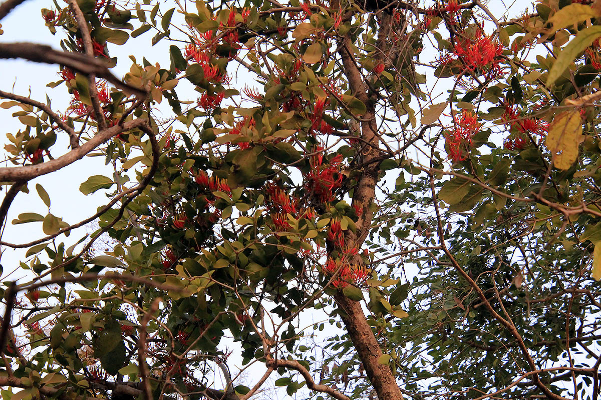 Image of genus Erythrina specimen.