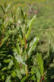 Salix caucasica