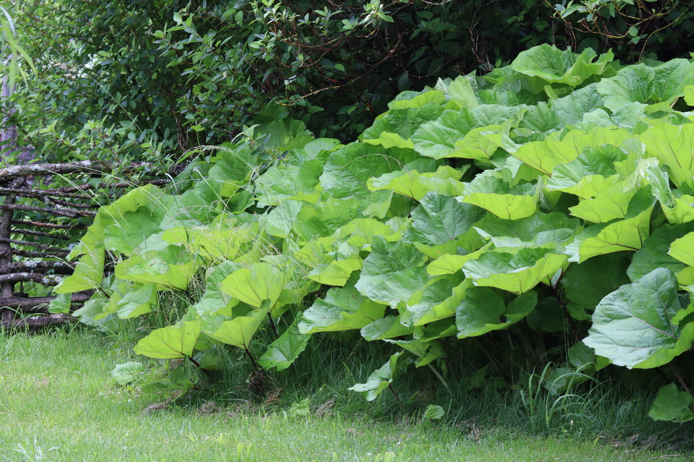 Image of Petasites japonicus specimen.