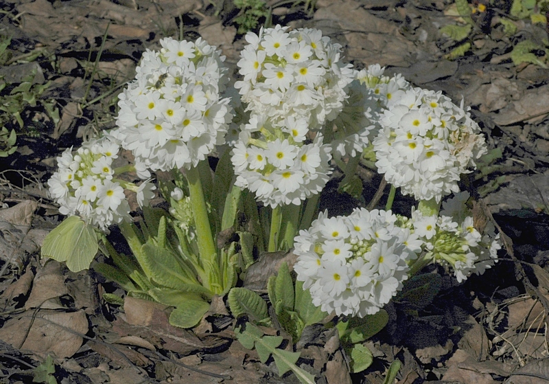 Изображение особи Primula denticulata.