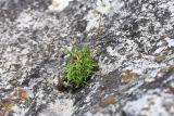 Gypsophila tenuifolia. Цветущее растение. Республика Ингушетия, Джейрахский р-н, окр. альплагеря \"Кязи\", выс. 2000 м н.у.м, на камне. 23 июля 2022 г.
