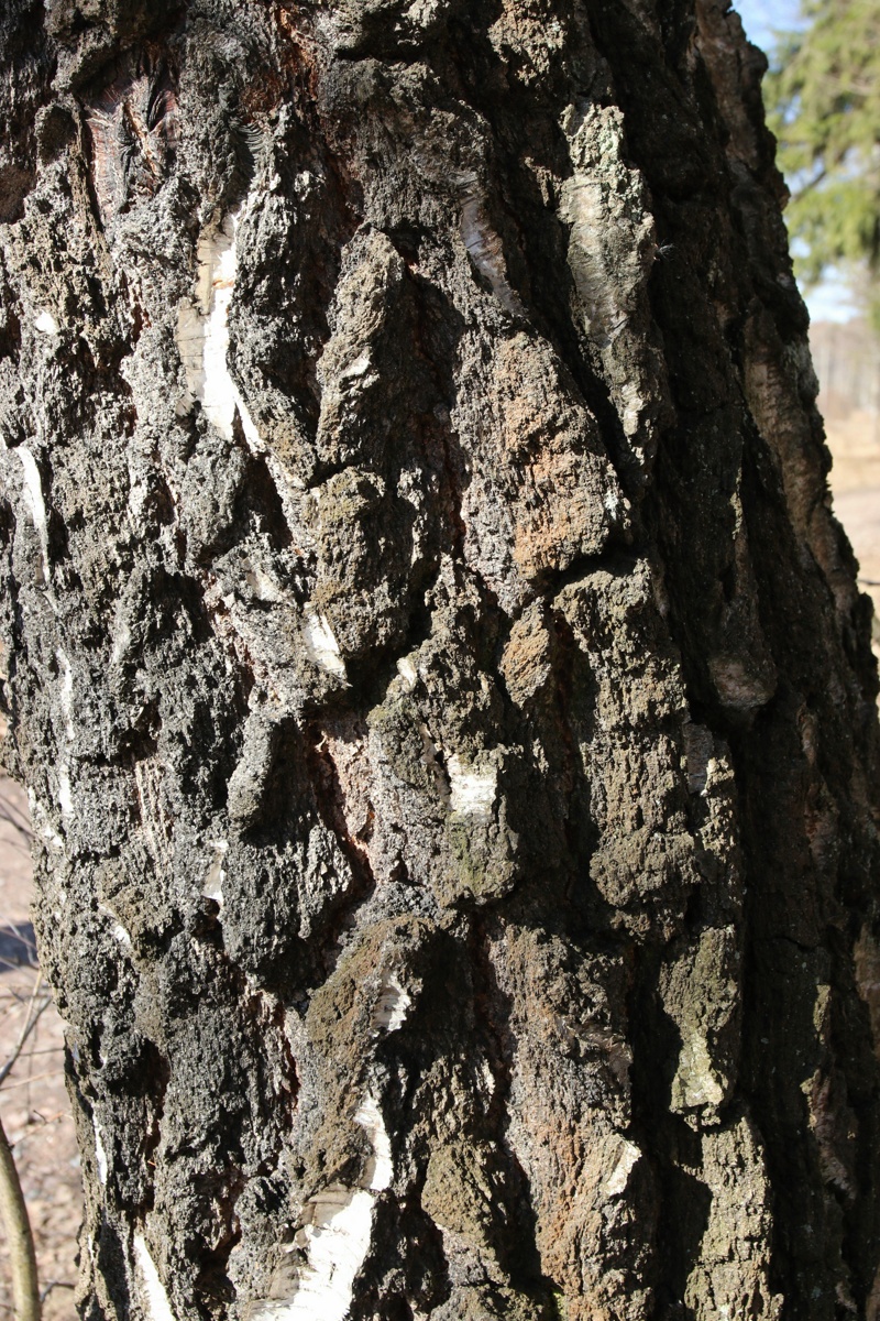 Image of Betula pendula specimen.