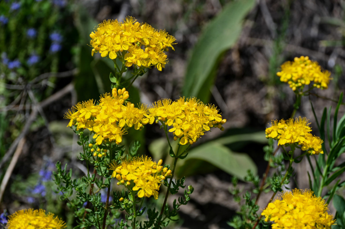 Image of Hypericum scabrum specimen.