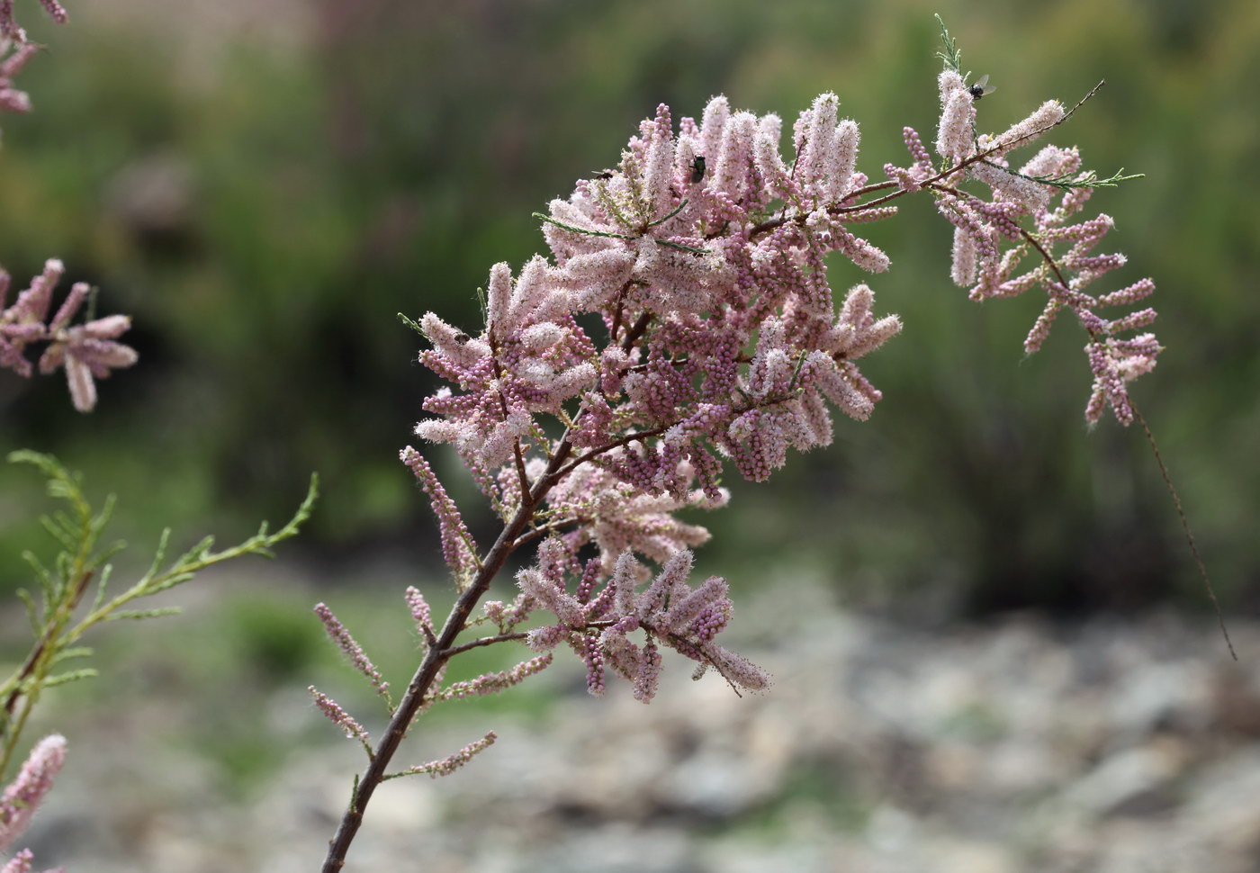 Image of genus Tamarix specimen.