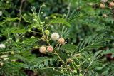 Leucaena leucocephala