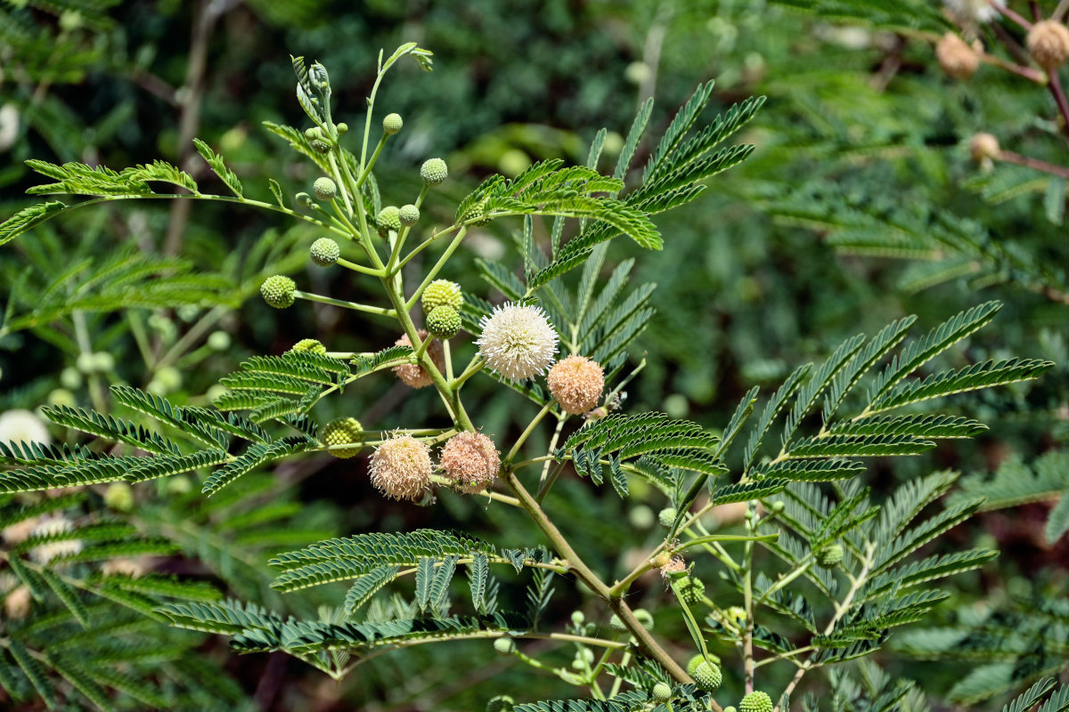 Изображение особи Leucaena leucocephala.