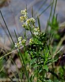 Galium boreale. Верхушка цветущего растения. Красноярский край, Шушенский р-н, берег р. Енисей в окр. устья р. Голубая, прибрежный галечник. 10.06.2022.