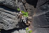 Asplenium decurrens. Стерильное и спороносящее растение. Чили, обл. Valparaiso, провинция Isla de Pascua, северо-восточная часть острова, окр. бухты Ovahe, берег океана, скала. 13.03.2023.