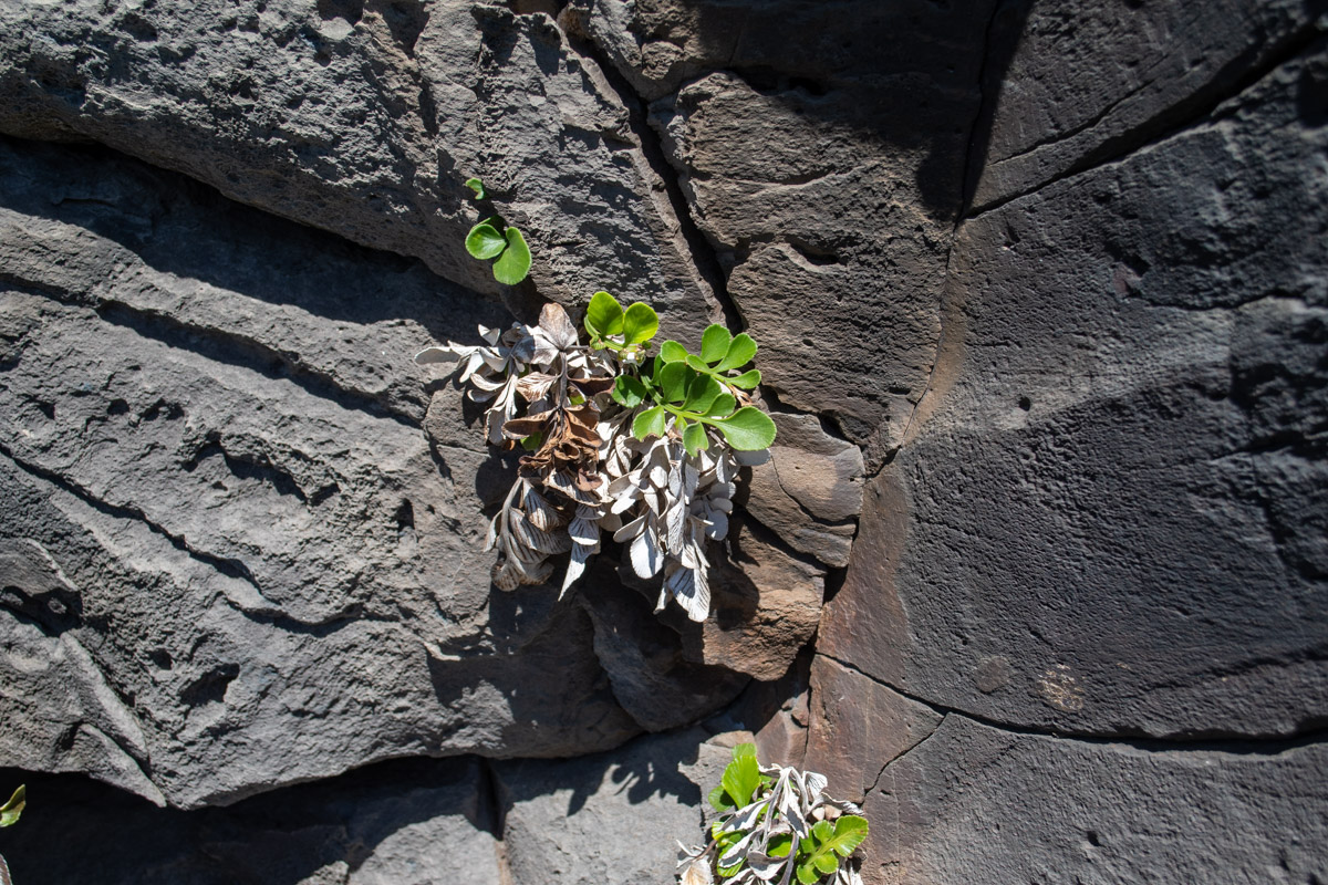 Image of Asplenium decurrens specimen.