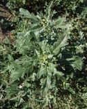 Atriplex tatarica