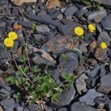 genus Potentilla