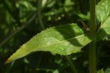 Epilobium hirsutum