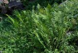 Dryopteris filix-mas. Спороносящие растения в сообществе с Geranium. Киргизия, Джалал-Абадская обл., Западный Тянь-Шань, долина р. Кара-Суу, ≈ 2000 м н.у.м., субальпийский луг. 13.07.2022.