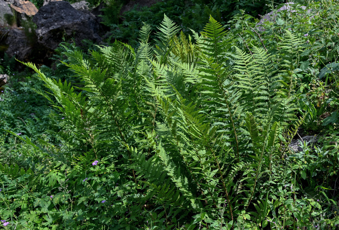 Изображение особи Dryopteris filix-mas.