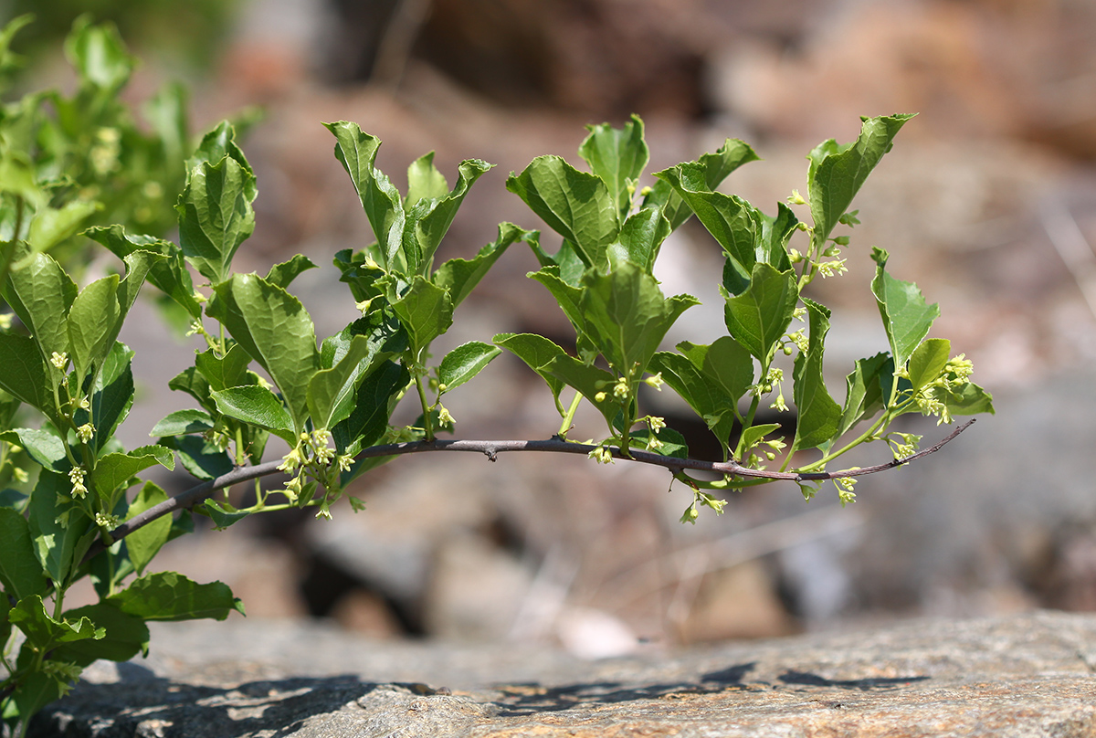 Image of Celastrus orbiculata specimen.