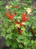 Ribes rubrum