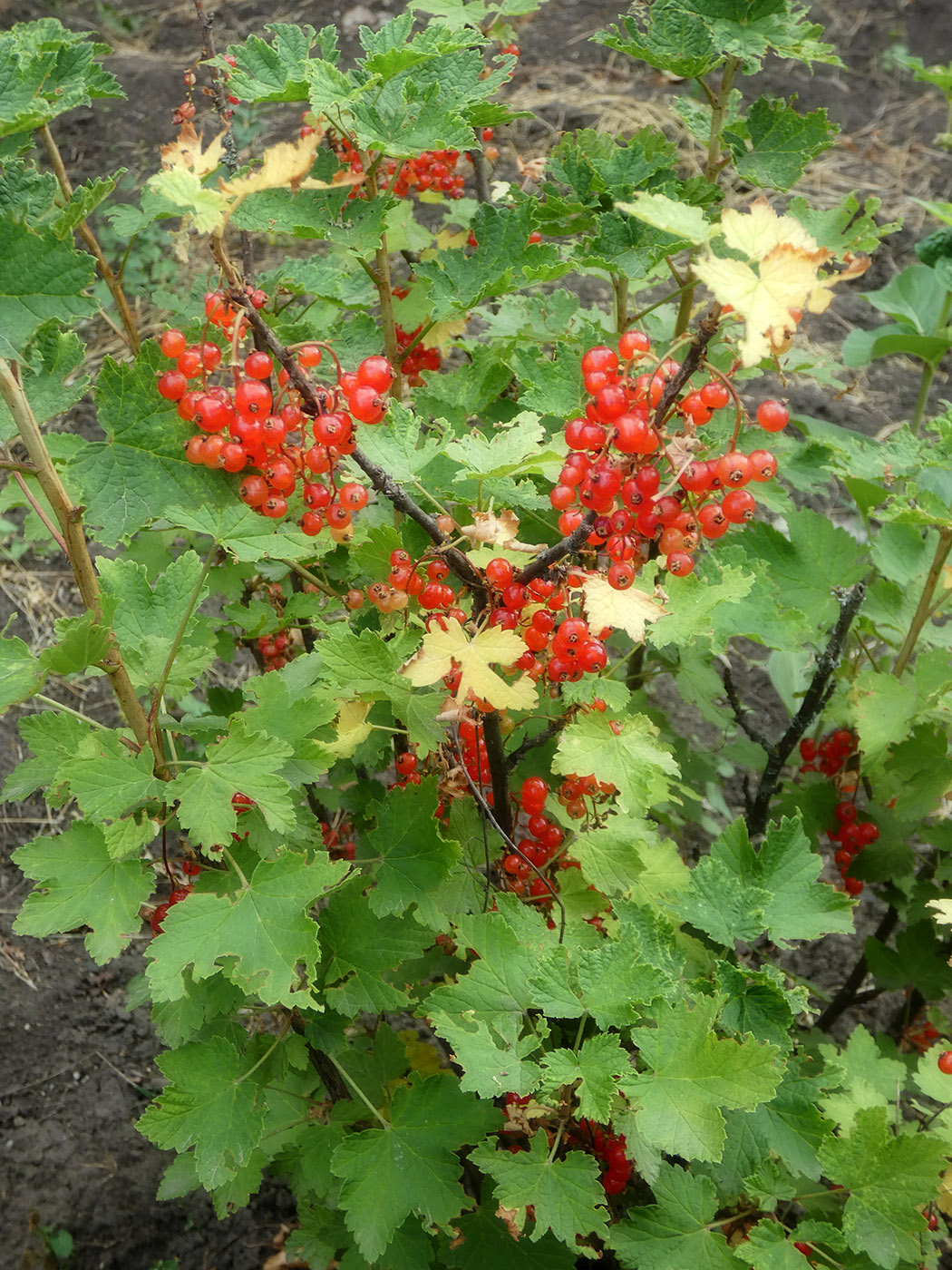 Image of Ribes rubrum specimen.