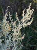 Artemisia absinthium