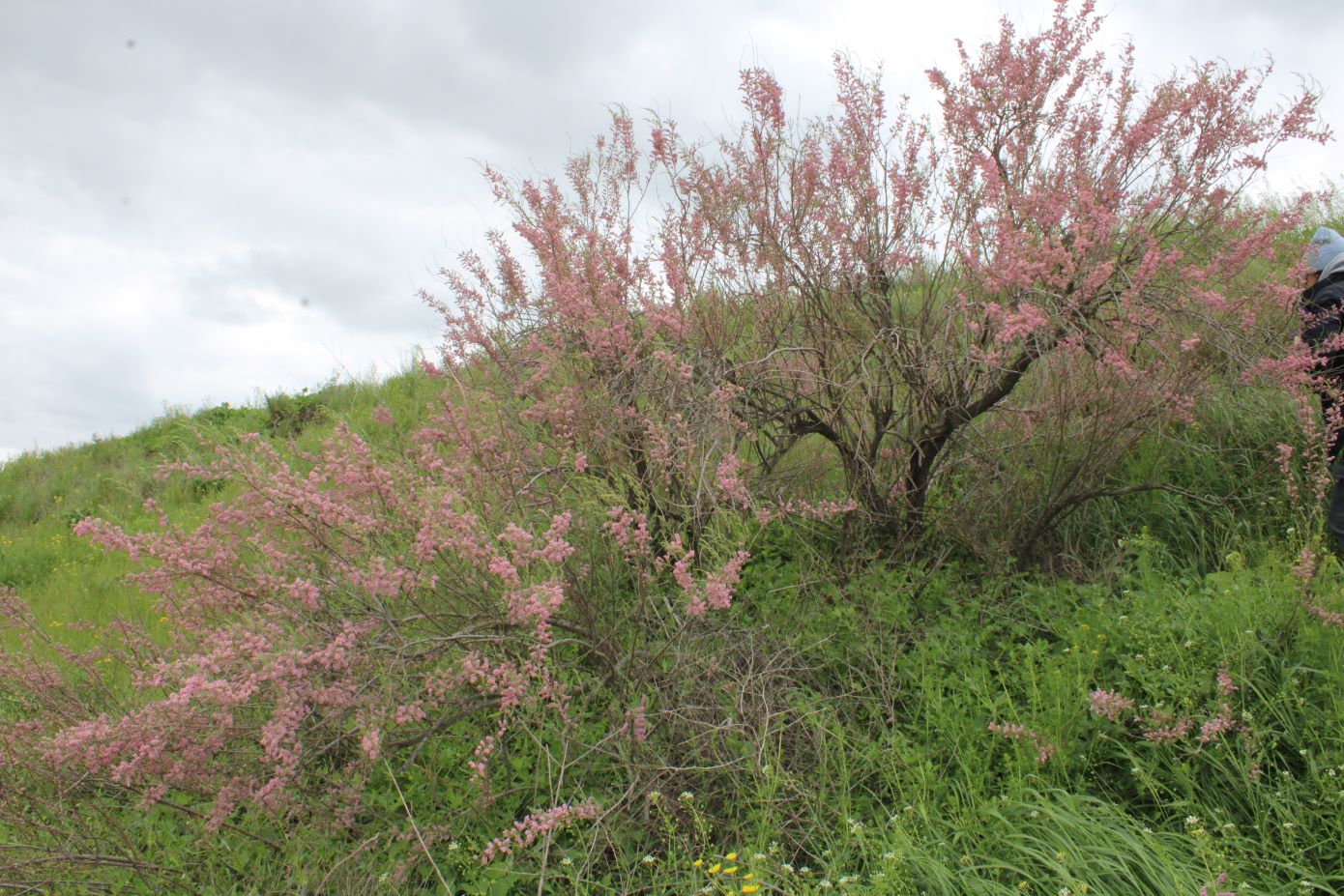 Изображение особи Tamarix gracilis.