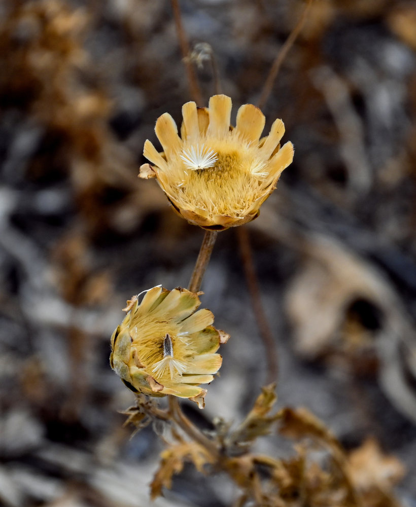Image of Amberboa glauca specimen.