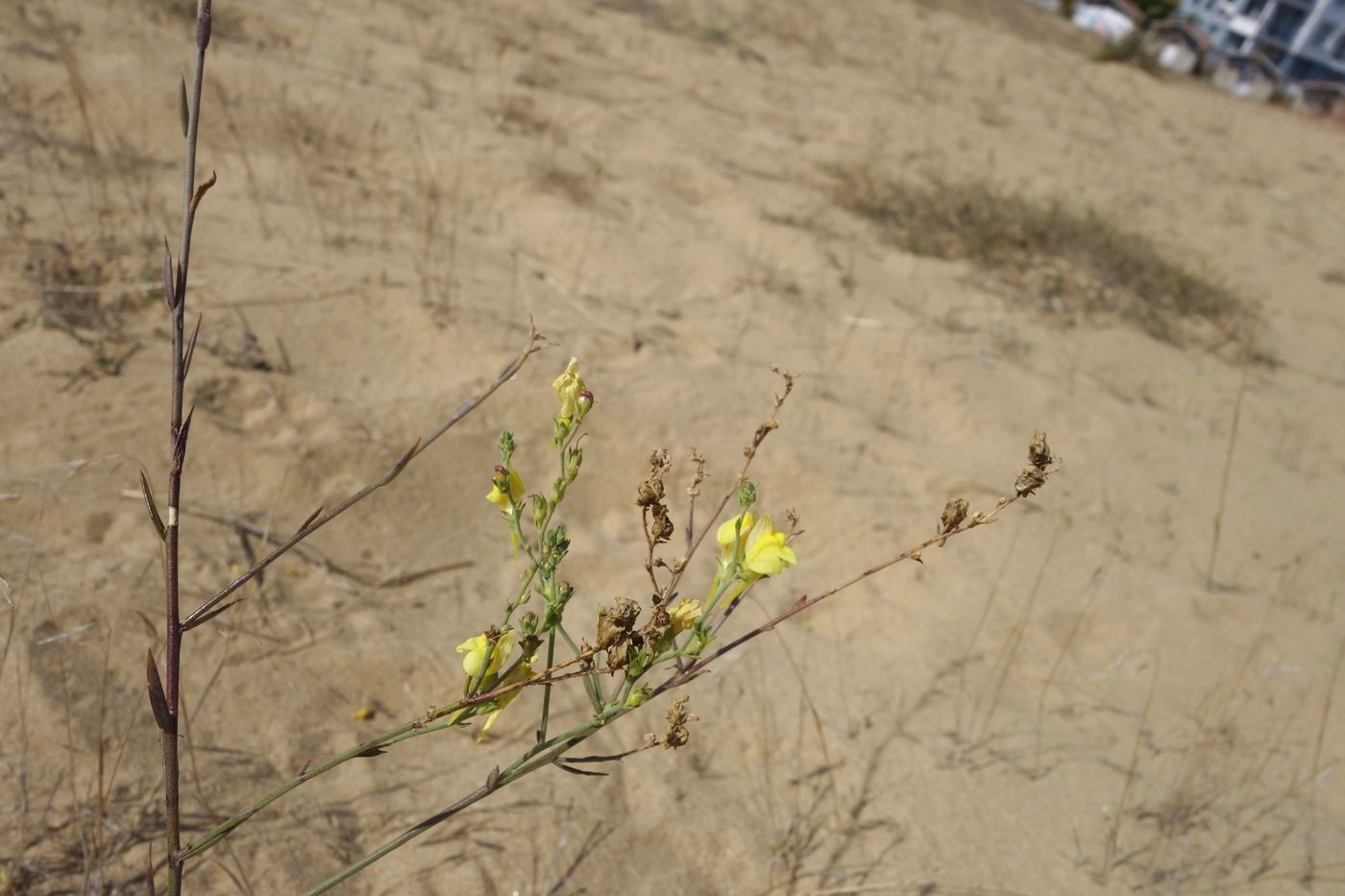 Image of Linaria genistifolia specimen.