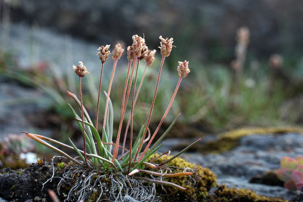 Изображение особи Plantago schrenkii.