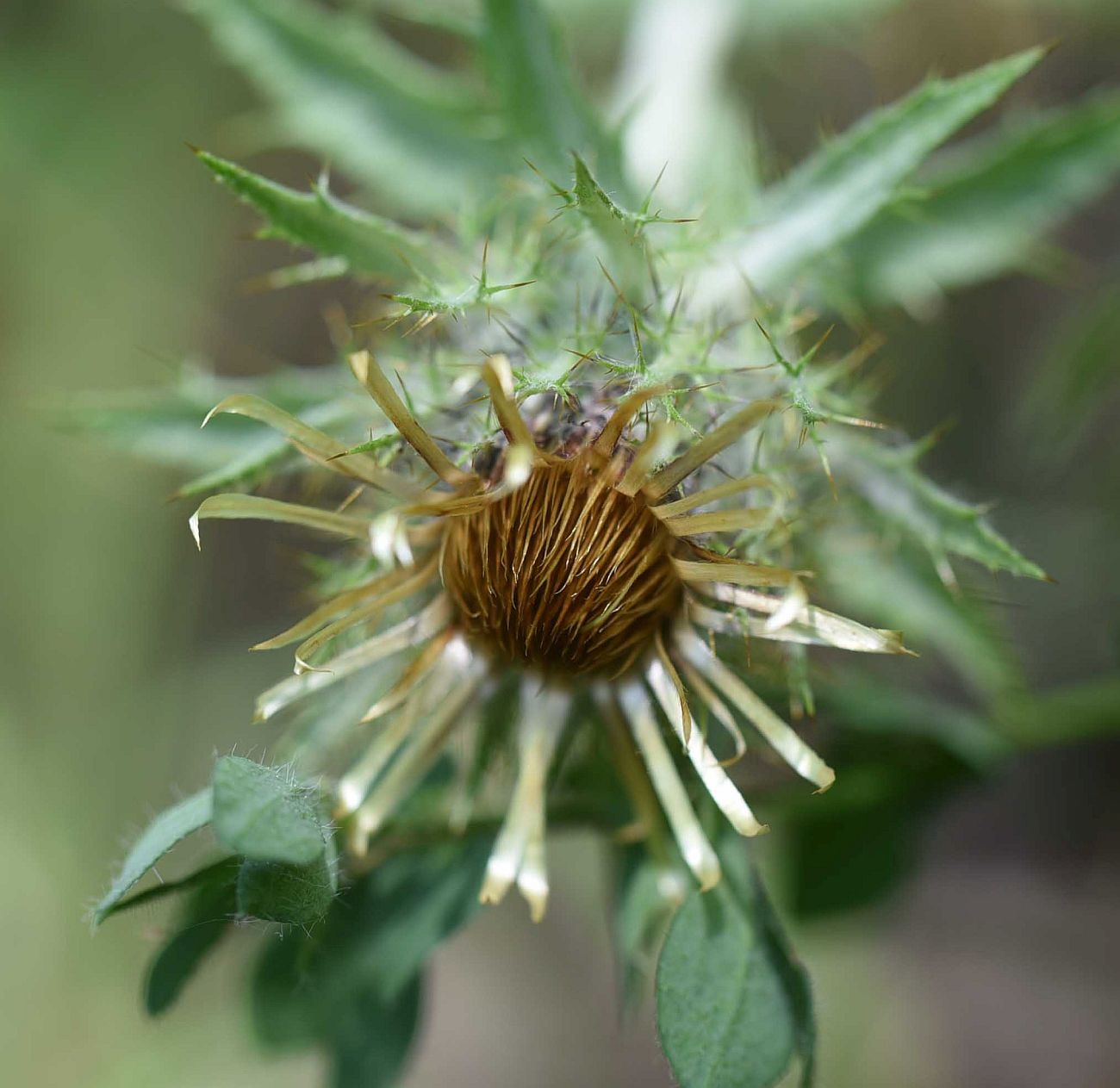 Image of genus Carlina specimen.