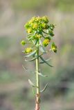 Euphorbia virgata