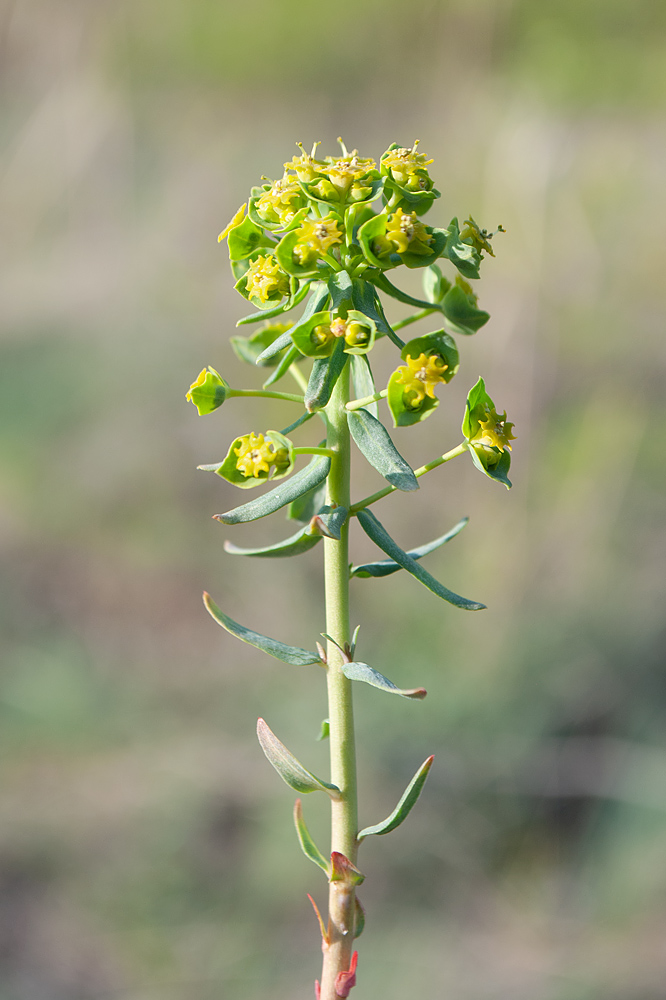 Изображение особи Euphorbia virgata.