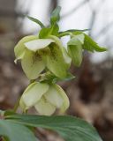 Helleborus caucasicus. Соцветие с цветками и бутоном. Краснодарский край, Крымский р-н, окр. станицы Неберджаевская, ур. Малый Яр, буково-грабово-дубовый лес. 23.02.2024.