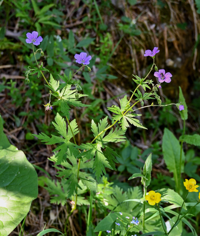 Image of Geranium pseudosibiricum specimen.
