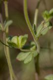 Veronica triphyllos