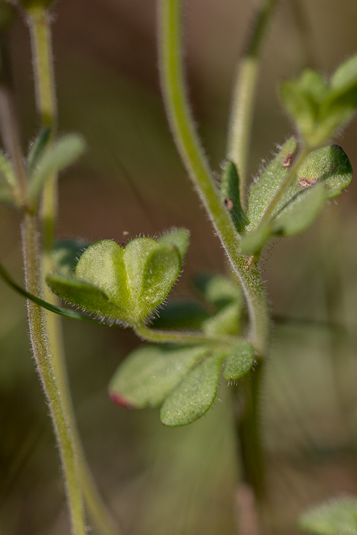 Image of Veronica triphyllos specimen.