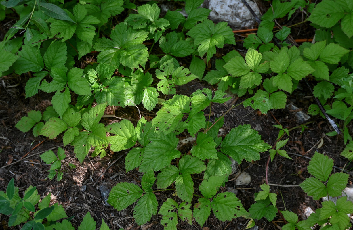 Изображение особи Rubus saxatilis.