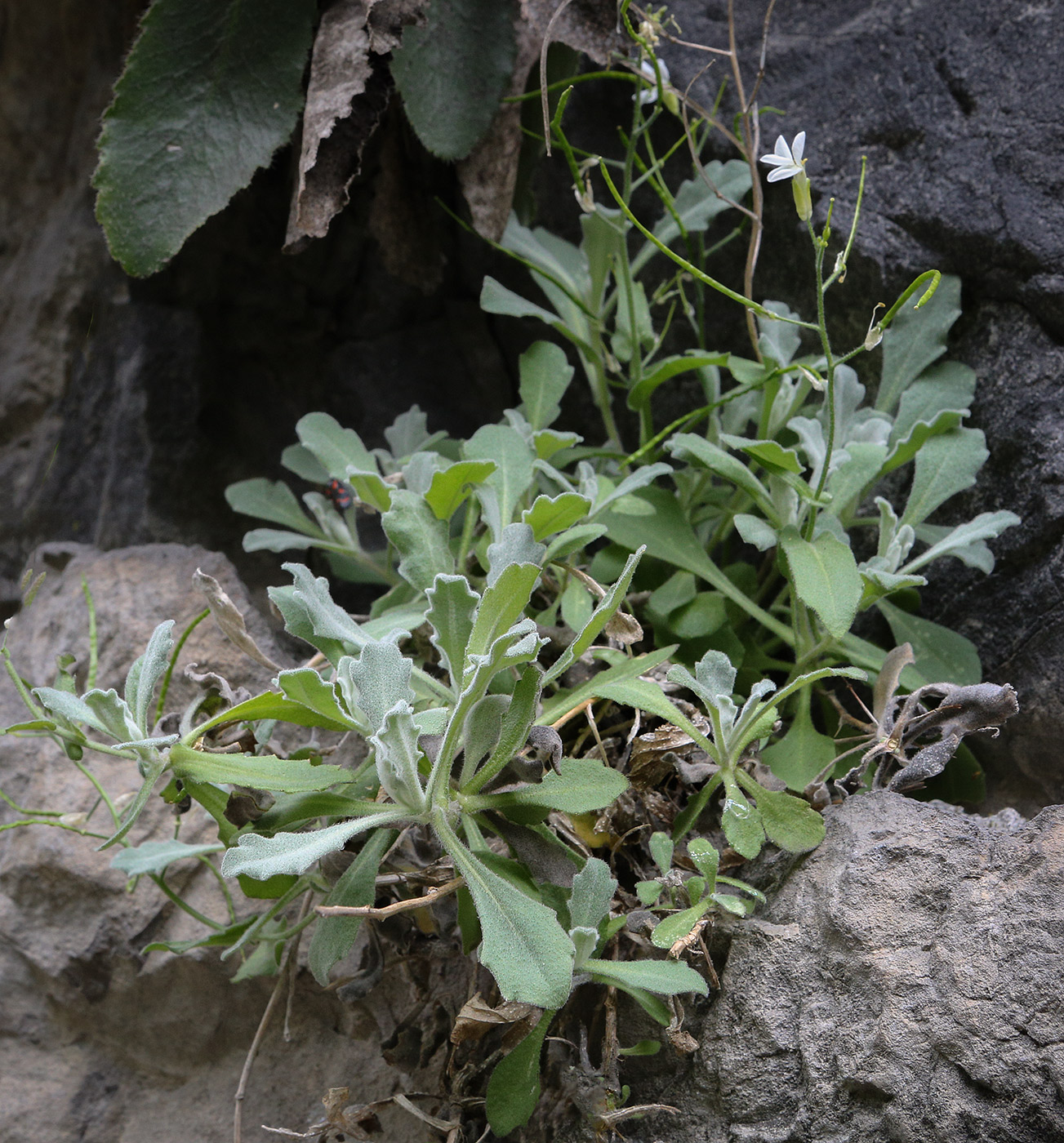 Image of Arabis caucasica specimen.