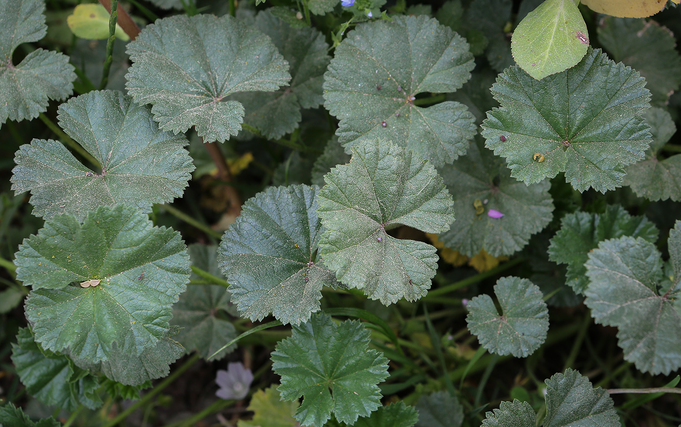 Изображение особи Malva neglecta.