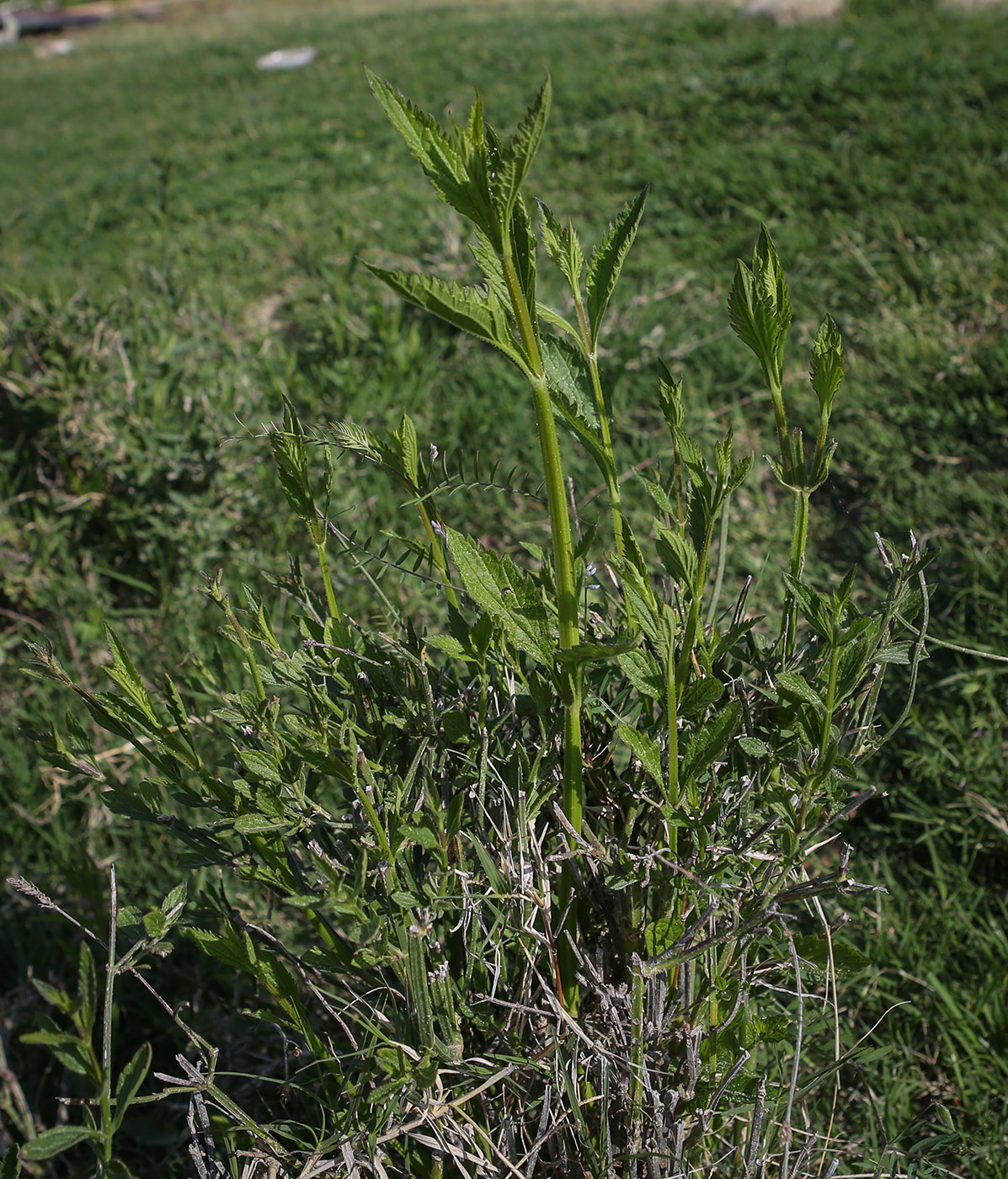 Изображение особи Verbena brasiliensis.