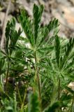 род Potentilla. Листья. Башкортостан, Хайбуллинский р-н, Акъюловский сельсовет, окр. дер. Акъюлово, дол. р. Сакмара, обращенный к реке склон прибрежного скальника. 29 апреля 2024 г.