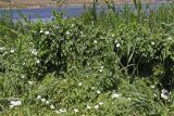 Calystegia sepium