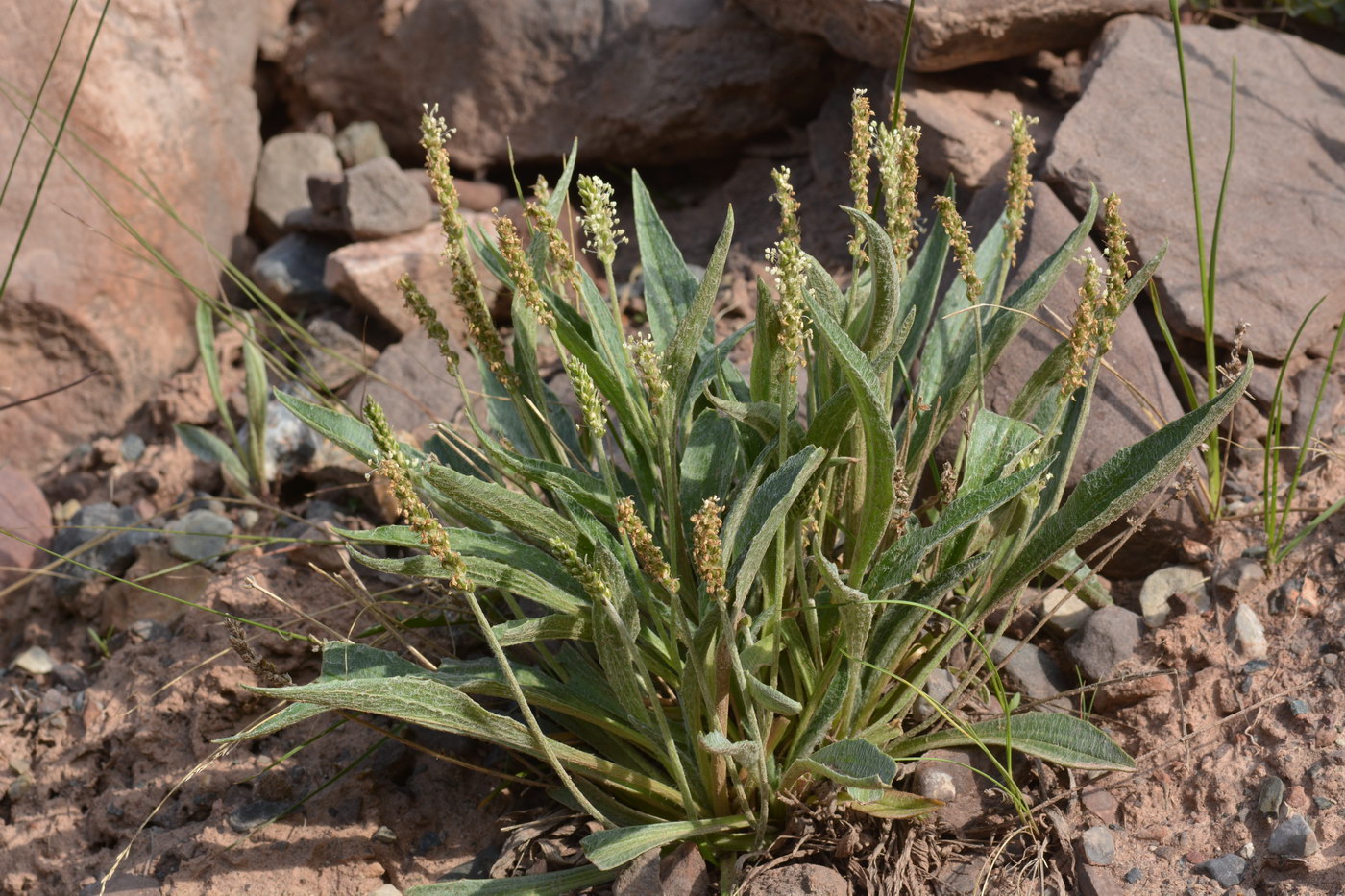 Image of Plantago arachnoidea specimen.
