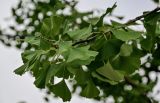 Ginkgo biloba